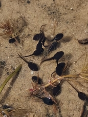 Bufotes viridis viridis