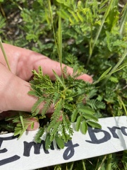 Desmanthus leptolobus