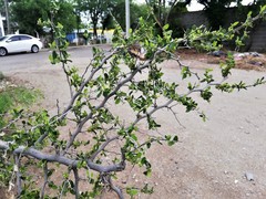 Celtis pallida