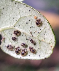 Corythucha floridana