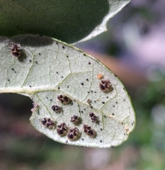 Corythucha floridana
