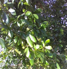 Corythucha floridana