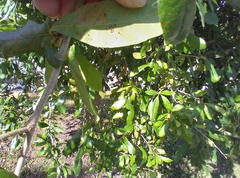 Corythucha floridana