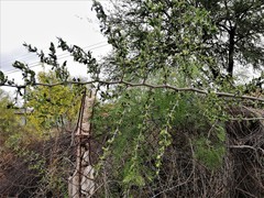 Celtis pallida