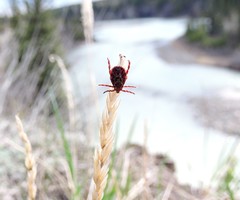 Dermacentor andersoni