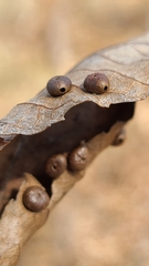 Caryomyia inflata