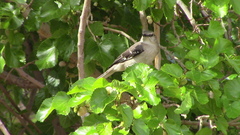 Mimus polyglottos