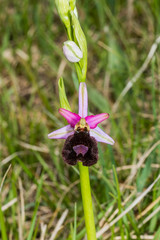 Ophrys bertolonii benacensis