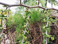 Celtis pallida