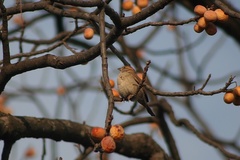 Passer domesticus