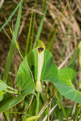 Aristolochia rotunda