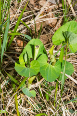 Aristolochia rotunda