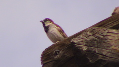 Passer domesticus