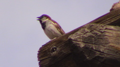Passer domesticus