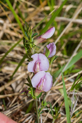 Chamaecytisus purpureus