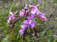 Epidendrum blepharistes