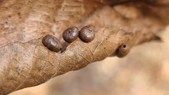 Caryomyia inflata