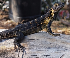 Ctenosaura pectinata