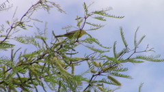 Parulidae