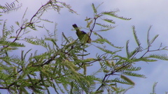 Parulidae