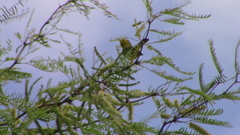Parulidae