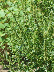 Rumex palustris
