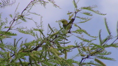 Parulidae