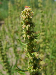 Rumex palustris
