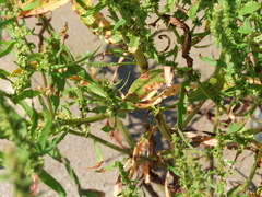 Rumex palustris