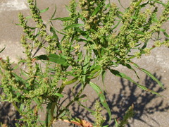 Rumex palustris