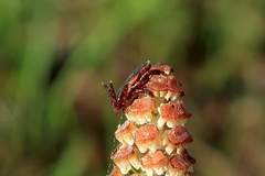 Dermacentor reticulatus