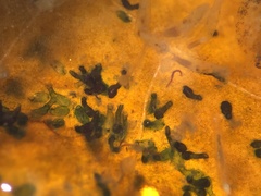 Folliculinidae