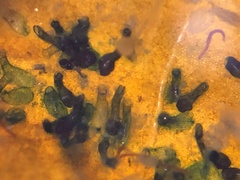 Folliculinidae