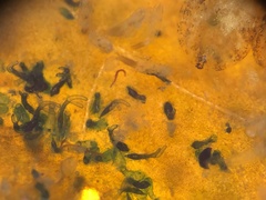 Folliculinidae