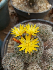 Mammillaria beneckei
