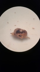 Caryomyia inflata