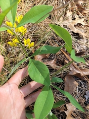 Baptisia cinerea