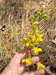 Baptisia cinerea