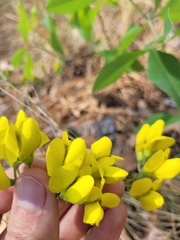 Baptisia cinerea
