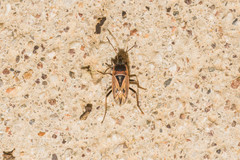 Xanthochilus quadratus