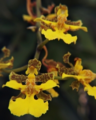 Trichocentrum leptotifolium