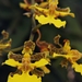 Trichocentrum leptotifolium - Photo (c) JESUS OMAR RAMIREZ RIOS,  זכויות יוצרים חלקיות (CC BY-NC), הועלה על ידי JESUS OMAR RAMIREZ RIOS