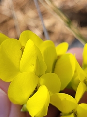 Baptisia cinerea