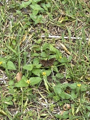 Staphylus hayhurstii