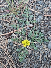 Lomatium cous
