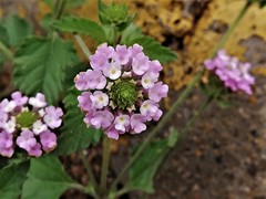 Lantana achyranthifolia