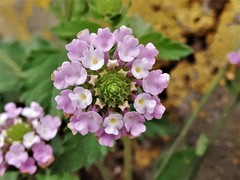 Lantana achyranthifolia