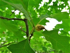 Andricus quercusfoliatus
