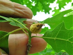 Andricus quercusfoliatus