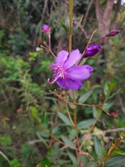 Tibouchina